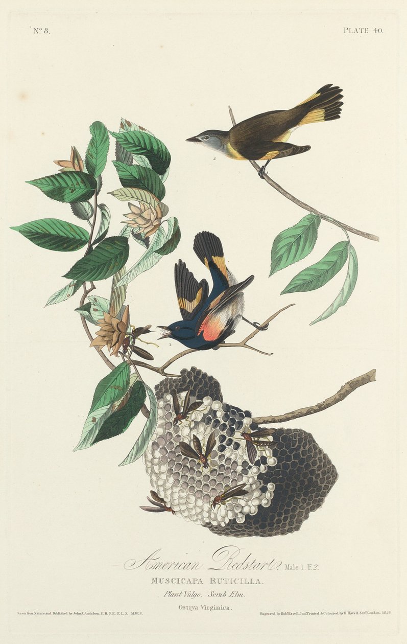 American Redstart, 1828. tekijältä Robert Havell