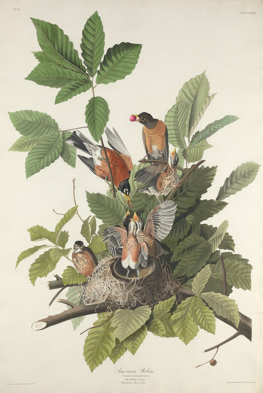 Amerikkalainen Robin, 1832. tekijältä Robert Havell