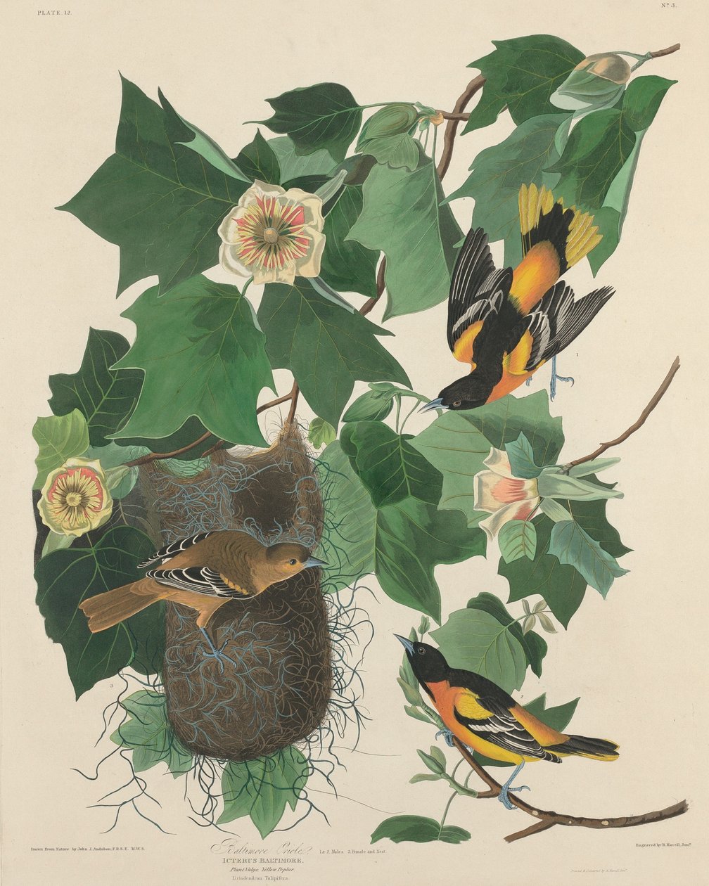 Baltimore Oriole, 1827. tekijältä Robert Havell
