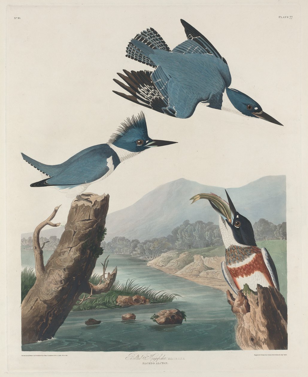 Kingsfisher vyö, 1830. tekijältä Robert Havell