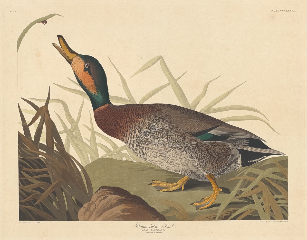Bemaculated Duck, 1836. tekijältä Robert Havell