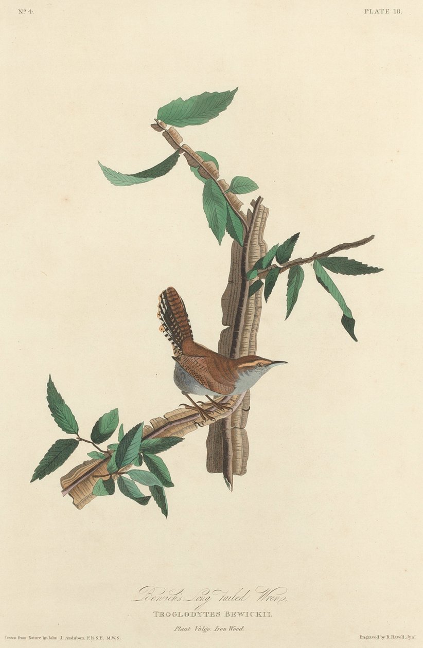 Bewickin pitkäpyrstö, 1827. tekijältä Robert Havell