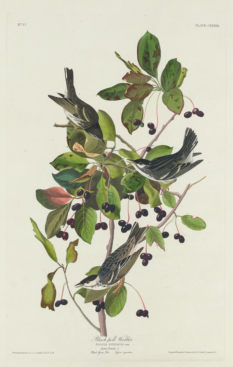 Black-Poll Warbler, 1832. tekijältä Robert Havell