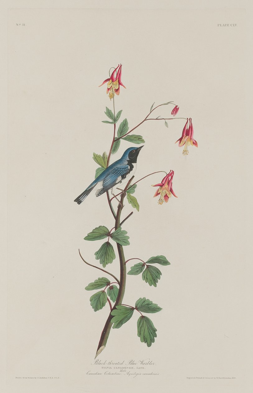 Mustakurkukka, 1832. tekijältä Robert Havell