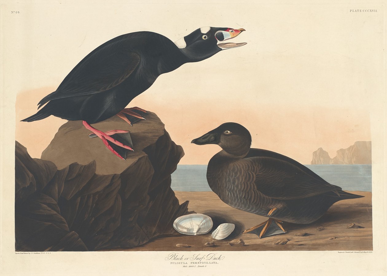 Black or Surf Duck, 1836. tekijältä Robert Havell