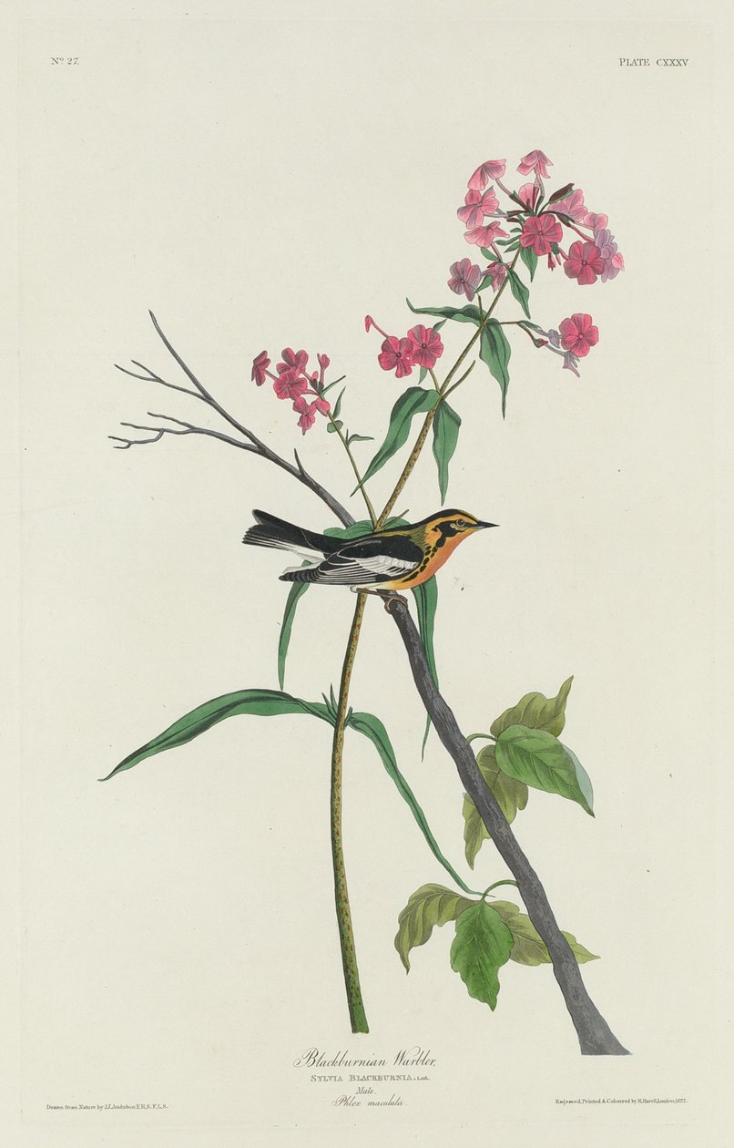 Blackburnian Warbler, 1832. tekijältä Robert Havell