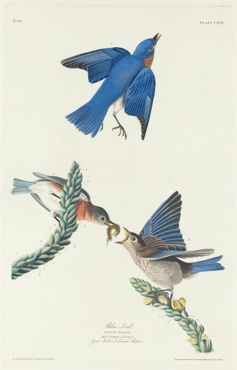 Sinilintu, 1831. tekijältä Robert Havell