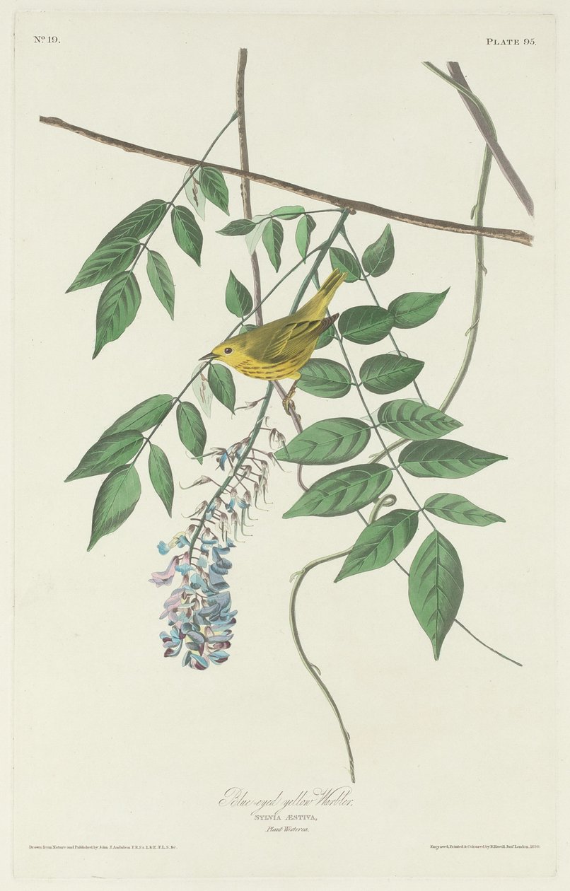 Sinisilmäinen keltainen parta, 1830. tekijältä Robert Havell
