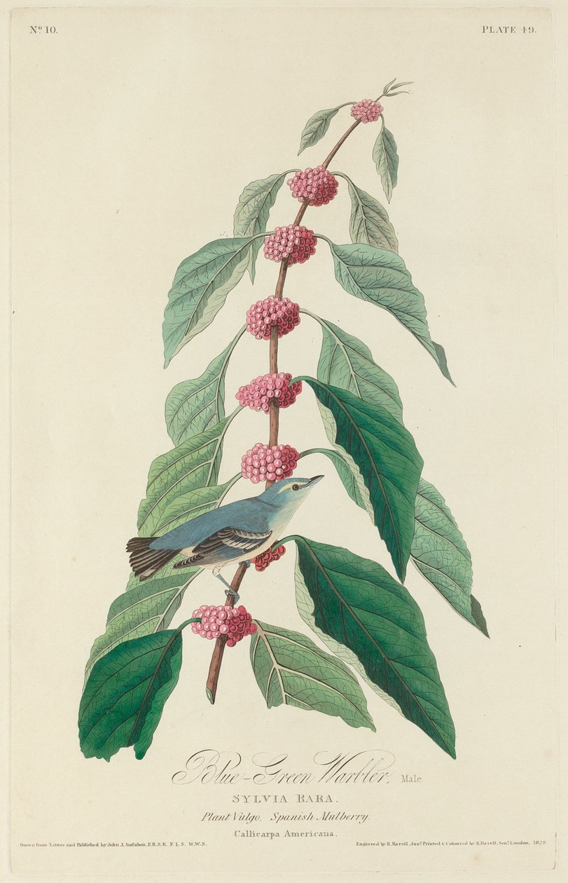 Sinivihreä loukku, 1828. tekijältä Robert Havell