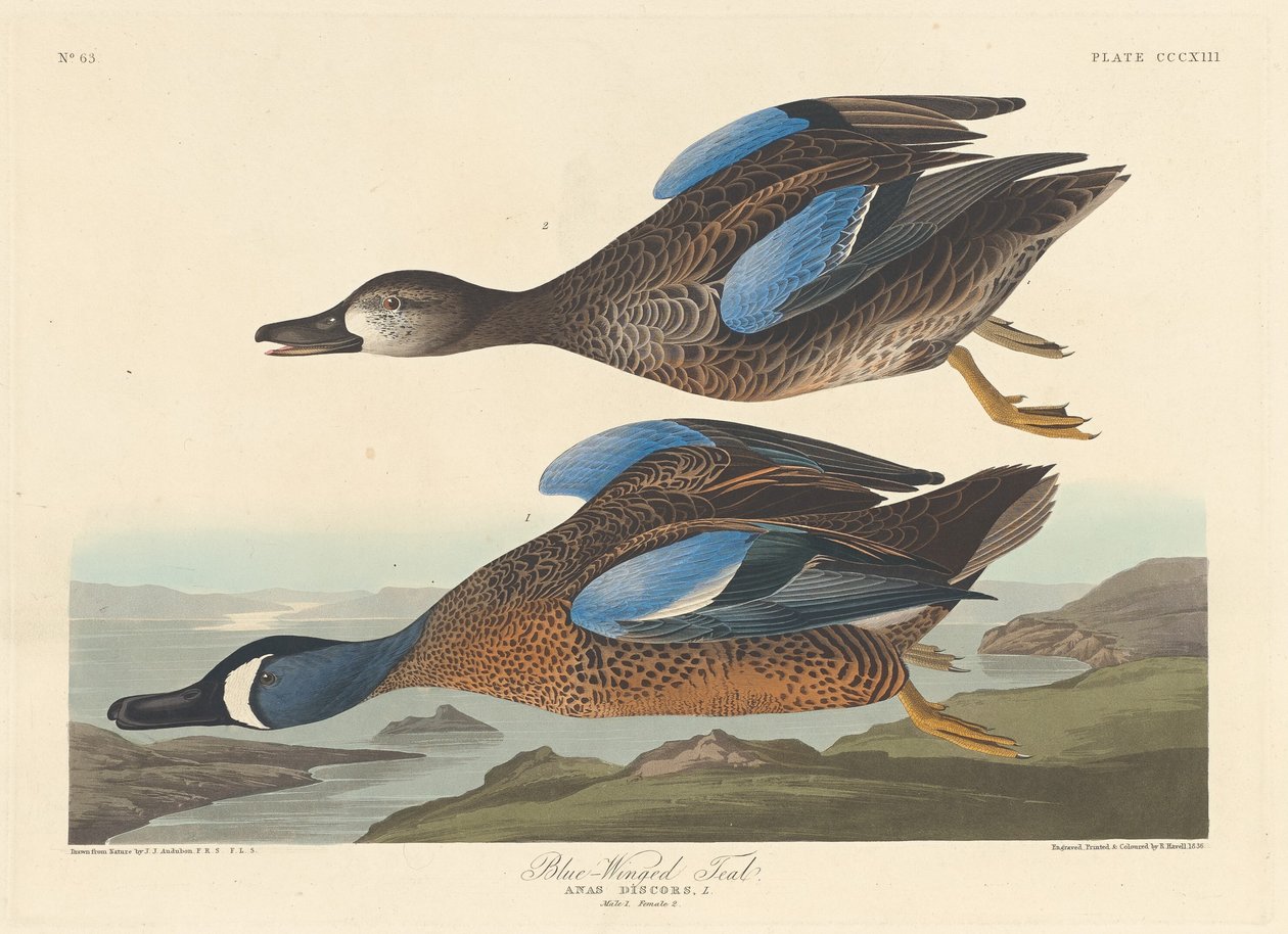 Sinisiipinen sinivihreä, 1836. tekijältä Robert Havell