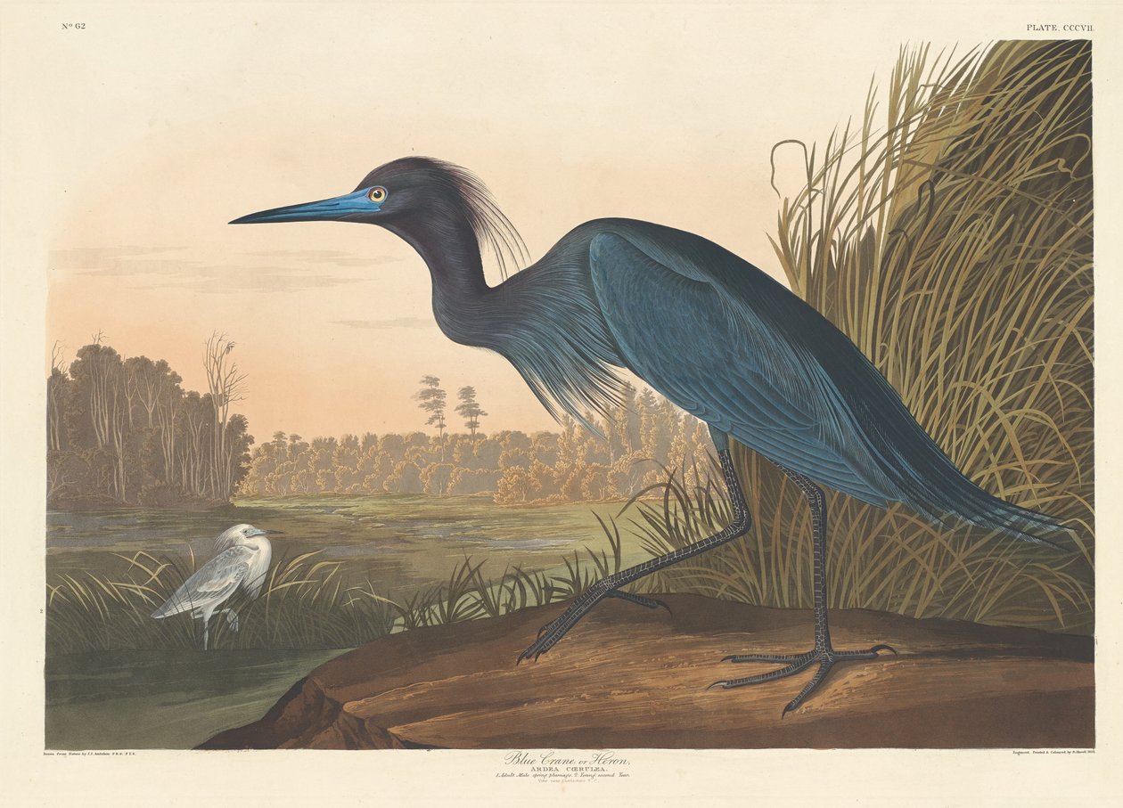 Blue Crane or Heron, 1836. tekijältä Robert Havell