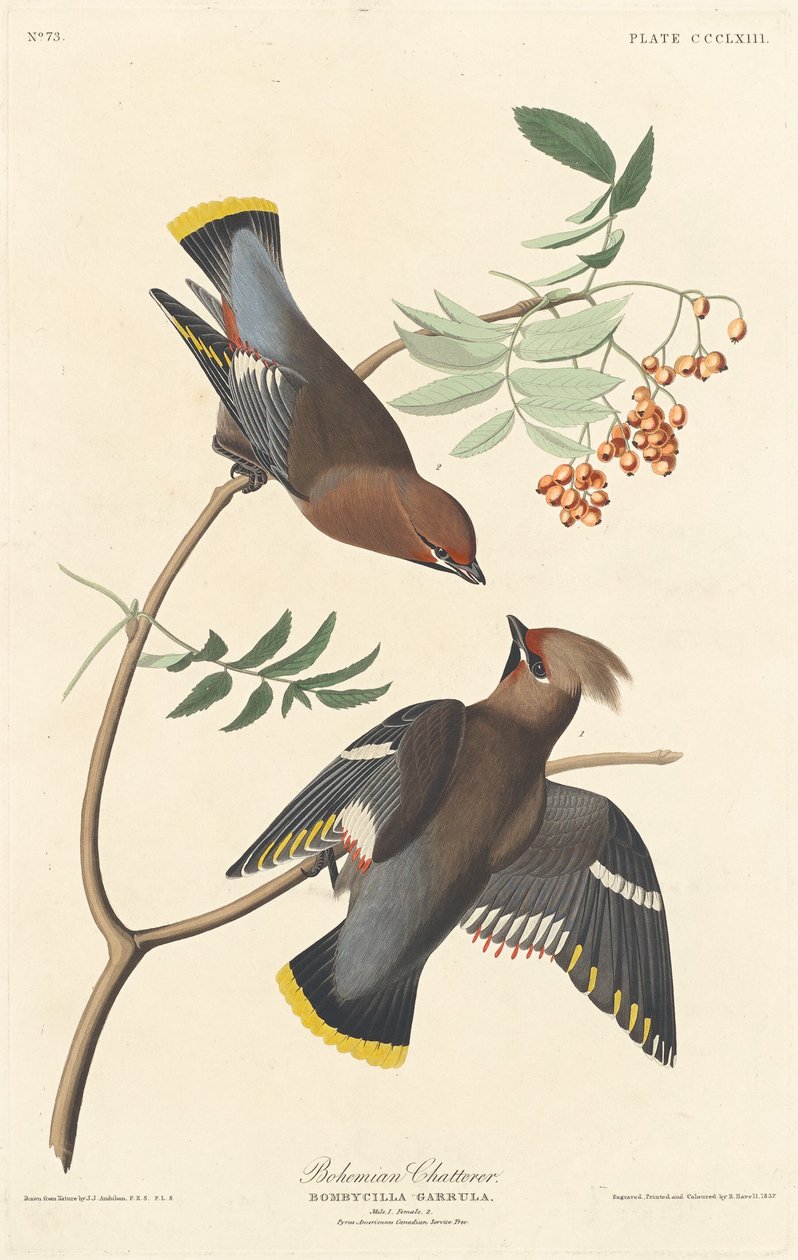 Bohemian Chatterer, 1837. tekijältä Robert Havell