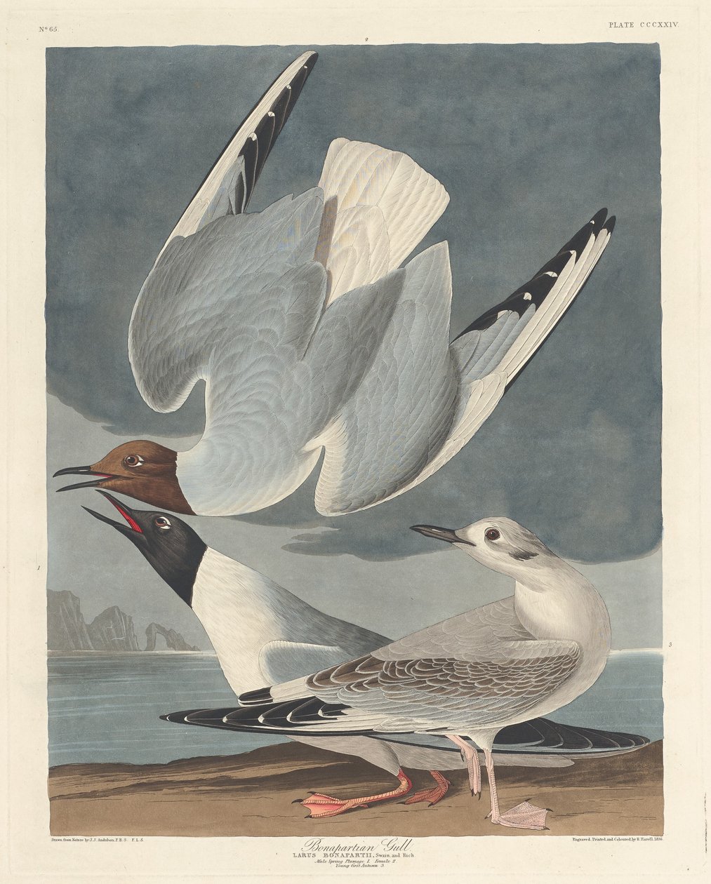 Bonapartian lokki, 1836. tekijältä Robert Havell