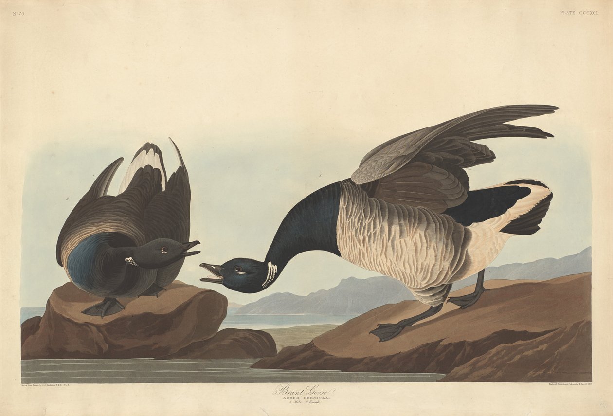 Brant Goose, 1837. tekijältä Robert Havell