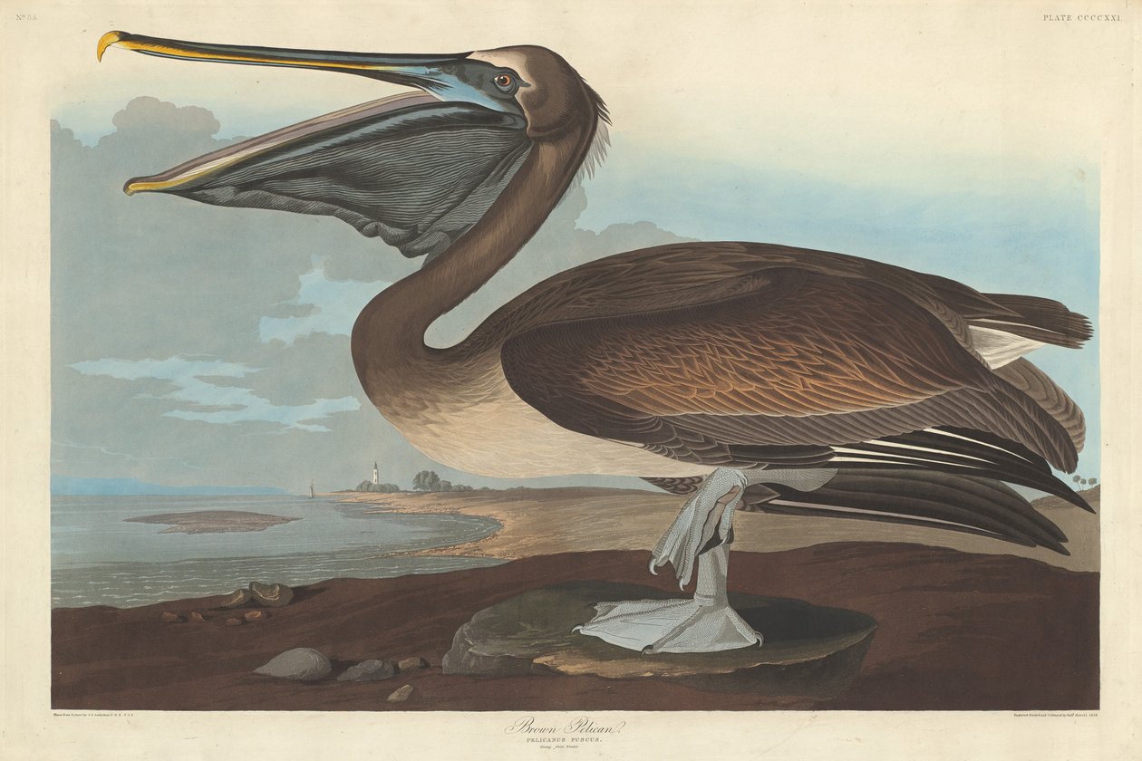 Ruskea pelikaani, 1838. tekijältä Robert Havell