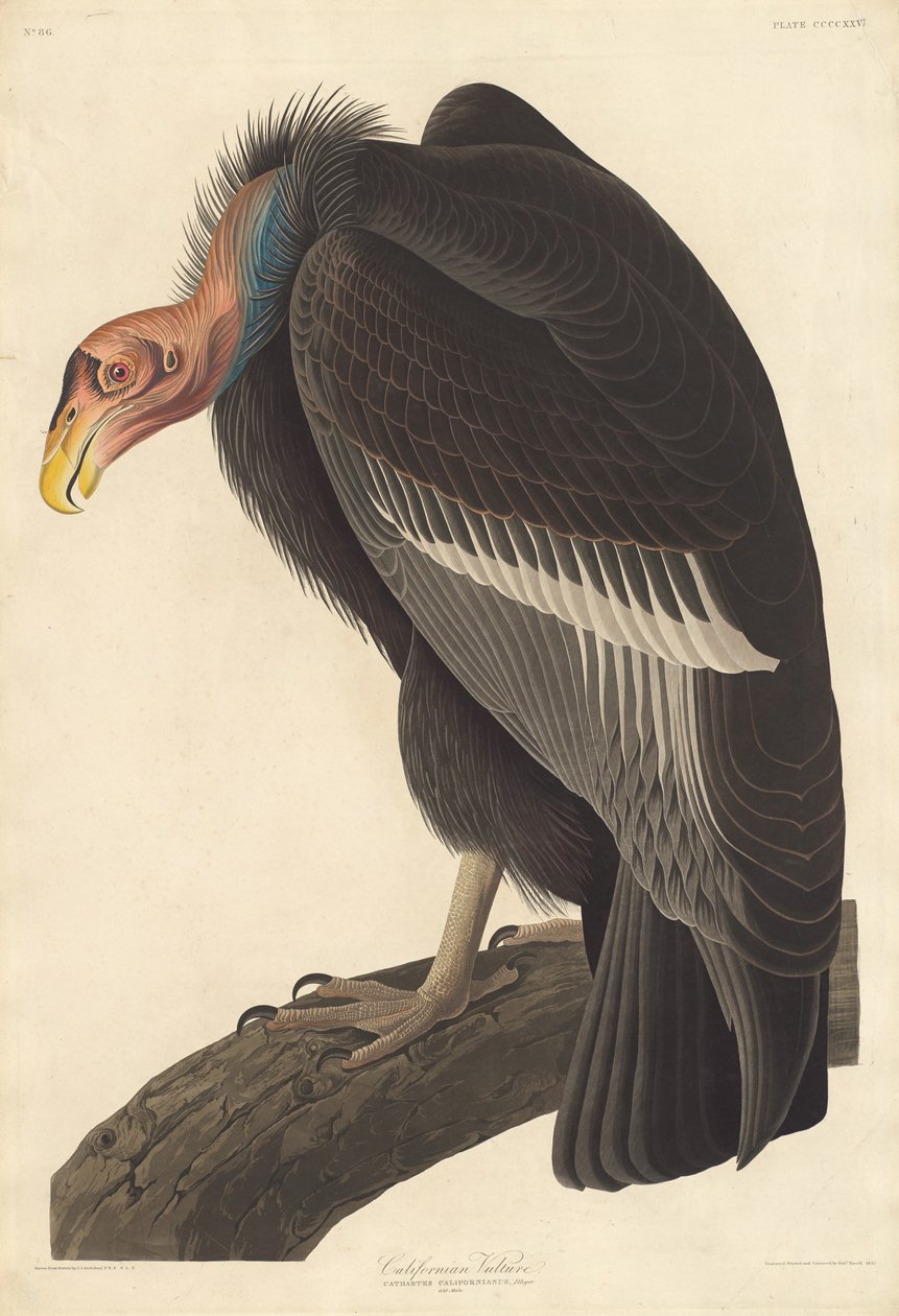 Kalifornian korppikotka, 1838. tekijältä Robert Havell