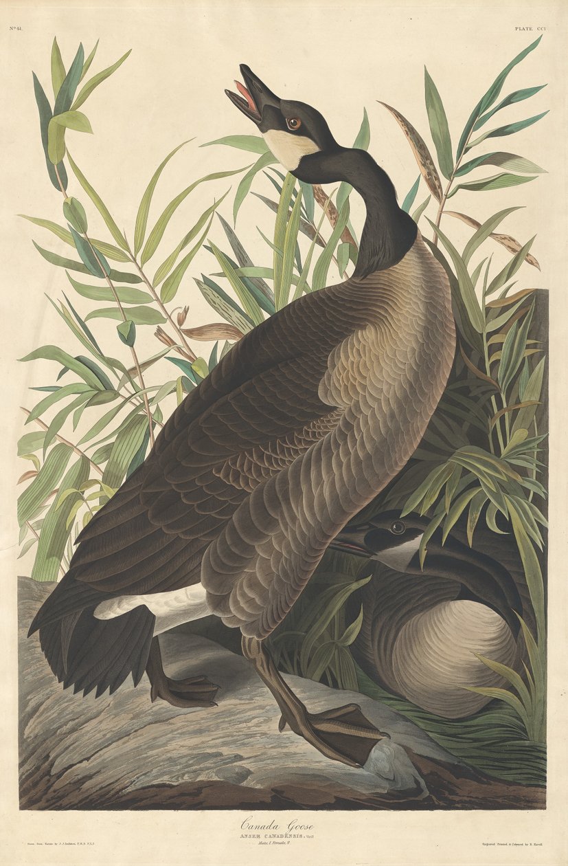 Kanadan hanhi, 1834. tekijältä Robert Havell