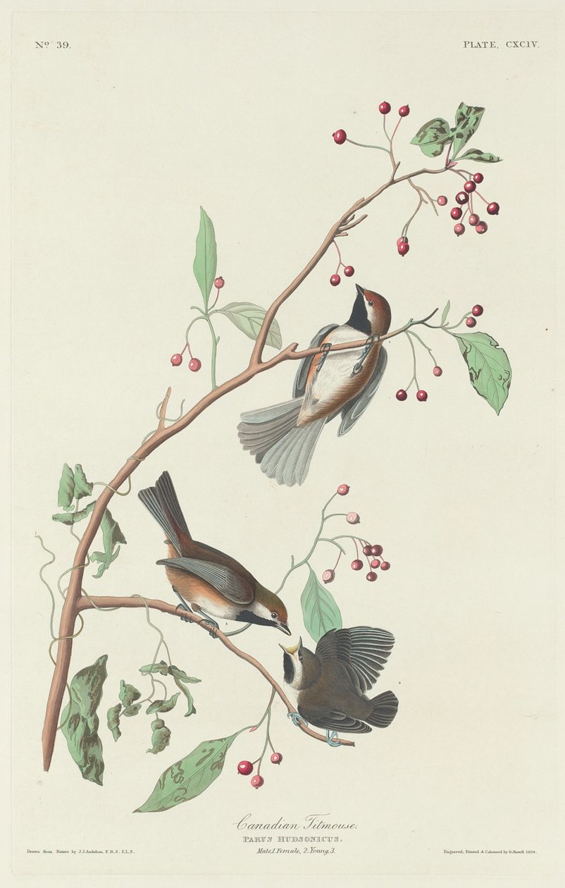 Kanadan tiainen, 1834. tekijältä Robert Havell