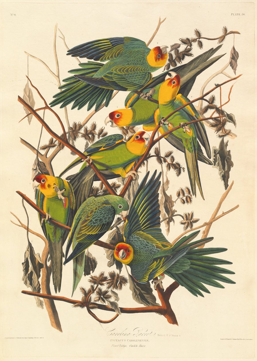 Caroline Parrot, 1827. tekijältä Robert Havell