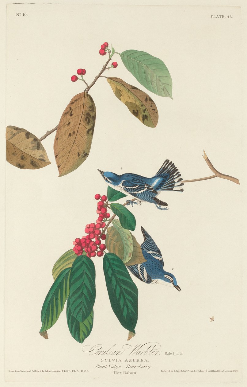 Cerulean Warbler, 1828. tekijältä Robert Havell