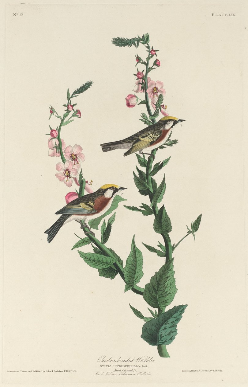 Kastanjasivuinen hirvi, 1829. tekijältä Robert Havell