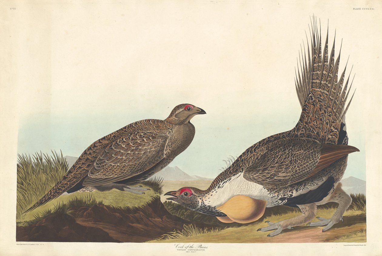 Tasangon kukko, 1837. tekijältä Robert Havell