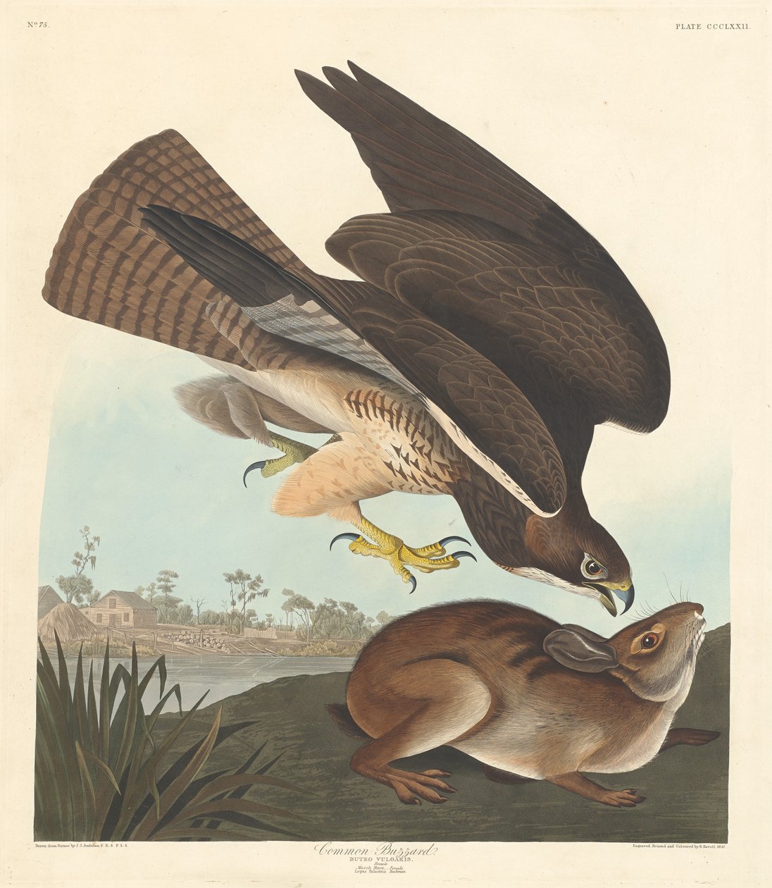 Common Buzzard, 1837. tekijältä Robert Havell