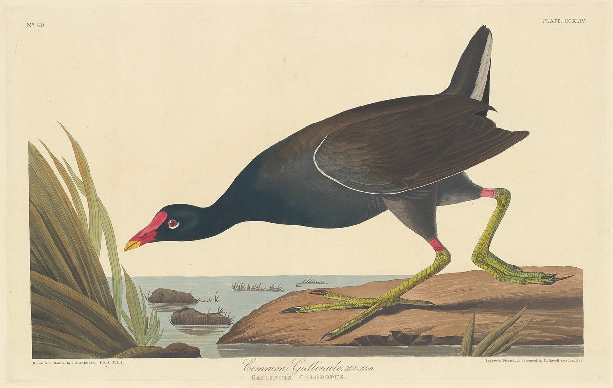Common Gallinule, 1835. tekijältä Robert Havell