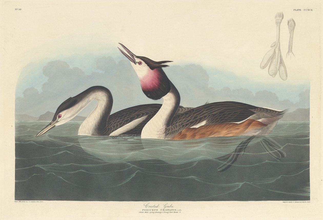 Harjakurkku, 1836. tekijältä Robert Havell