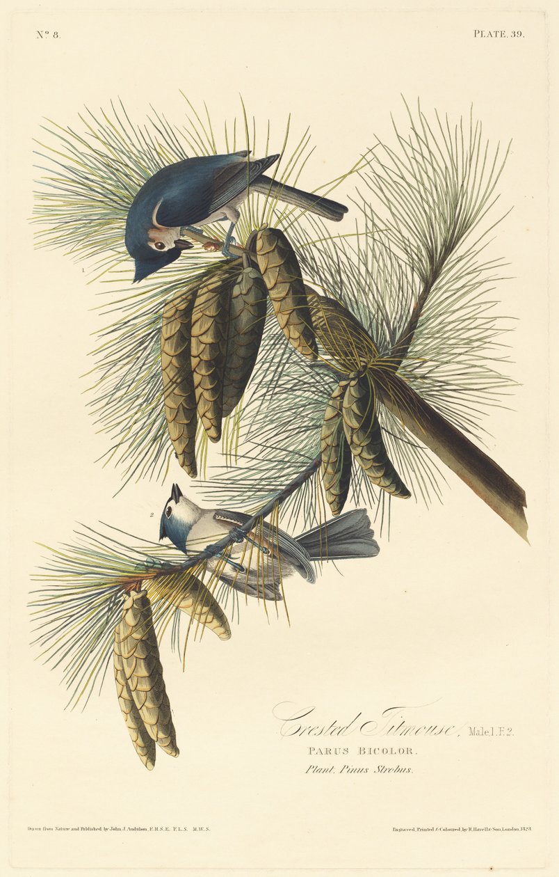 Harjatiainen, 1828. tekijältä Robert Havell