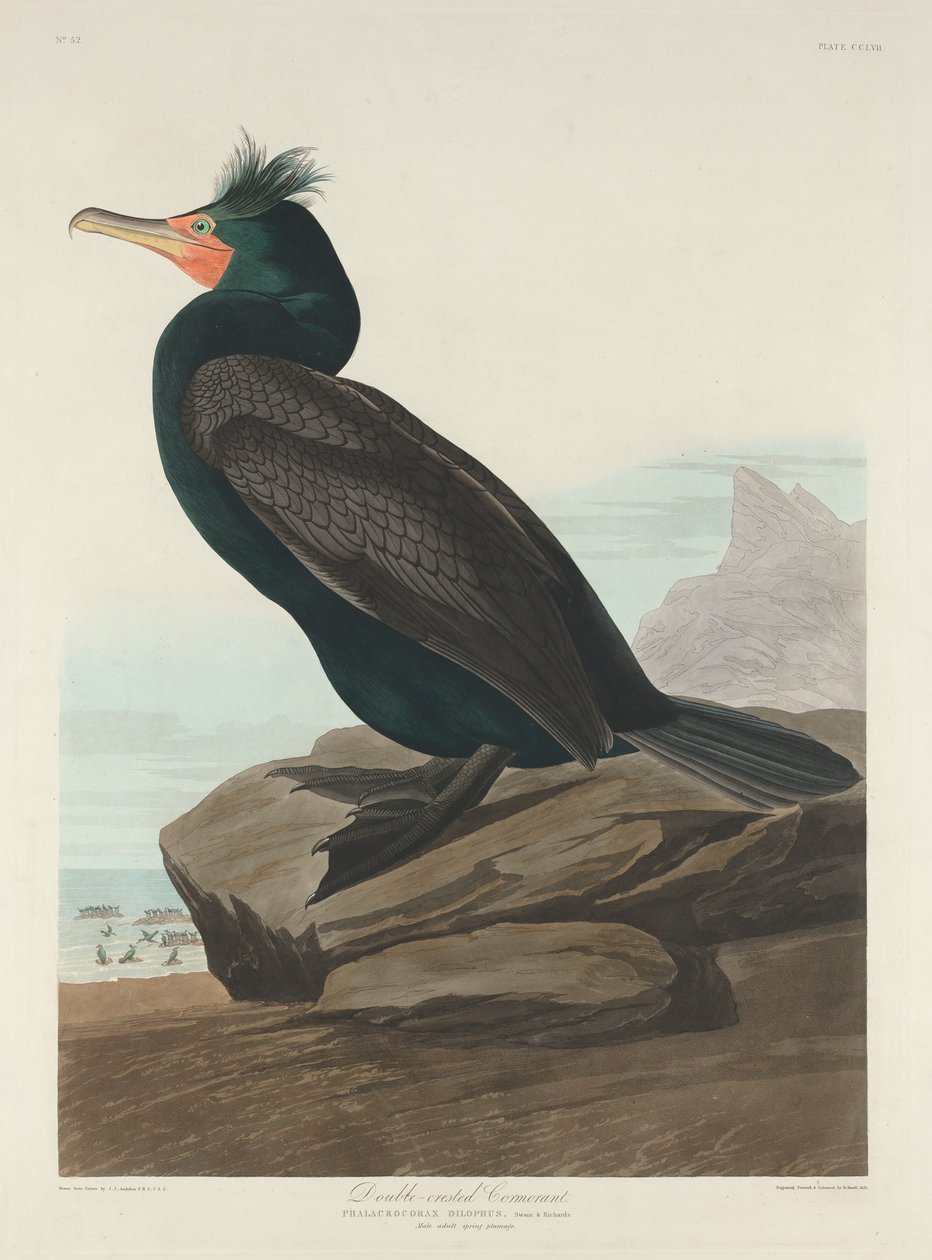 Merimetso, 1835. tekijältä Robert Havell