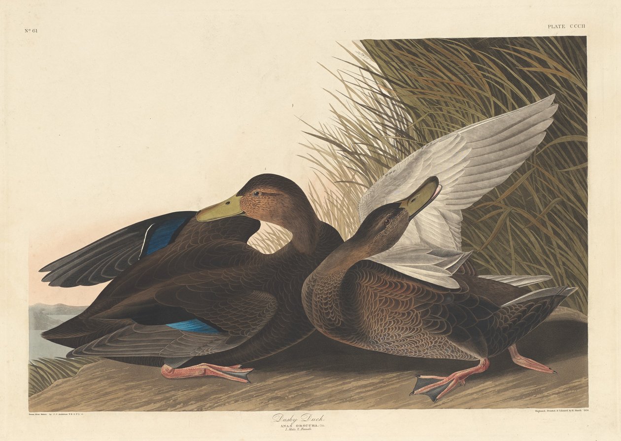Dusky Duck, 1836. tekijältä Robert Havell