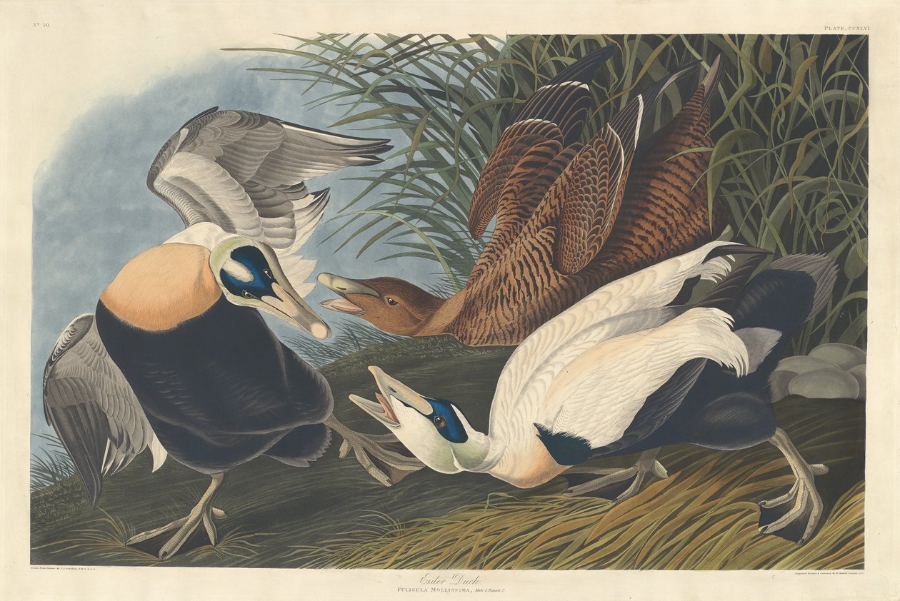 Haahka, 1835. tekijältä Robert Havell