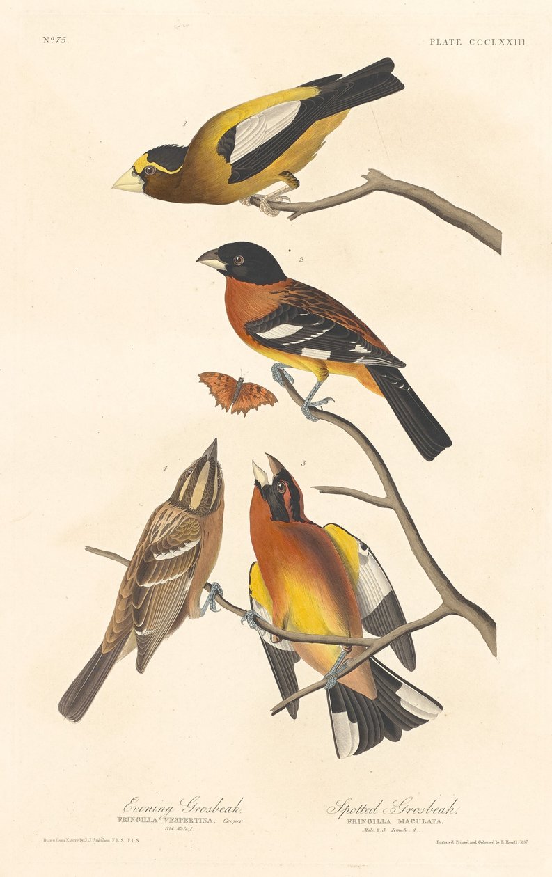 Iltapikka ja täplikäs nokka, 1837. tekijältä Robert Havell