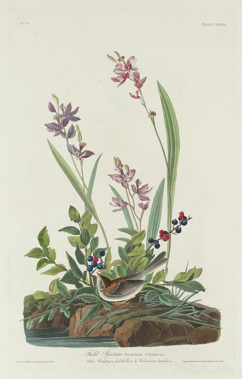 Field Sparrow, 1832. tekijältä Robert Havell