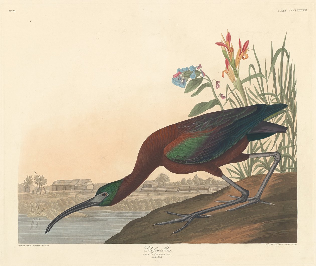 Kiiltävä Ibis, 1837. tekijältä Robert Havell