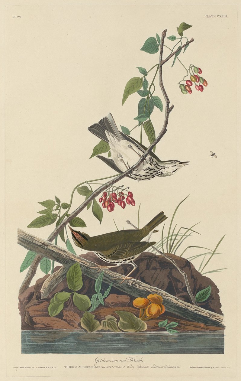 Kultakruunuinen rastas, 1832. tekijältä Robert Havell