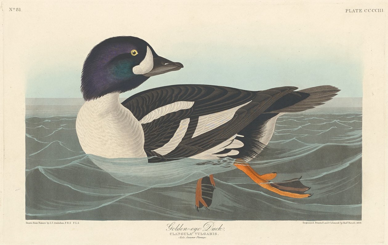 Kultasilmäinen ankka, 1838. tekijältä Robert Havell