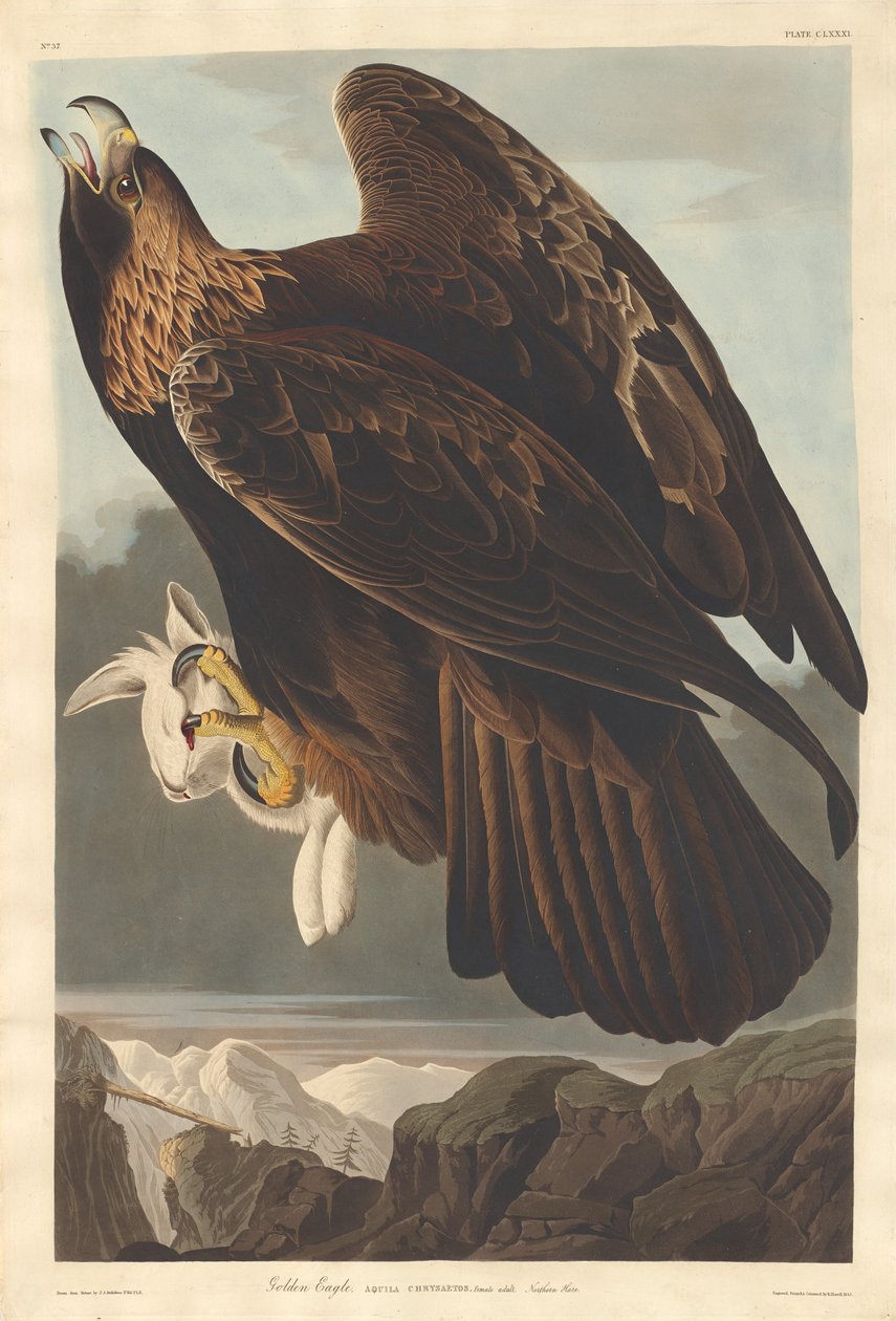 Kultainen kotka, 1833. tekijältä Robert Havell