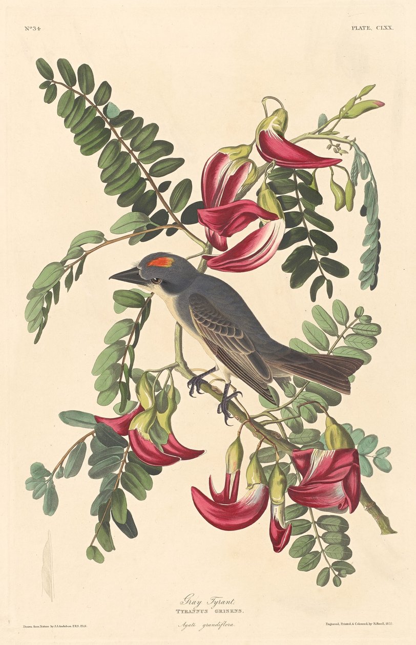Harmaa Tyranni, 1833. tekijältä Robert Havell