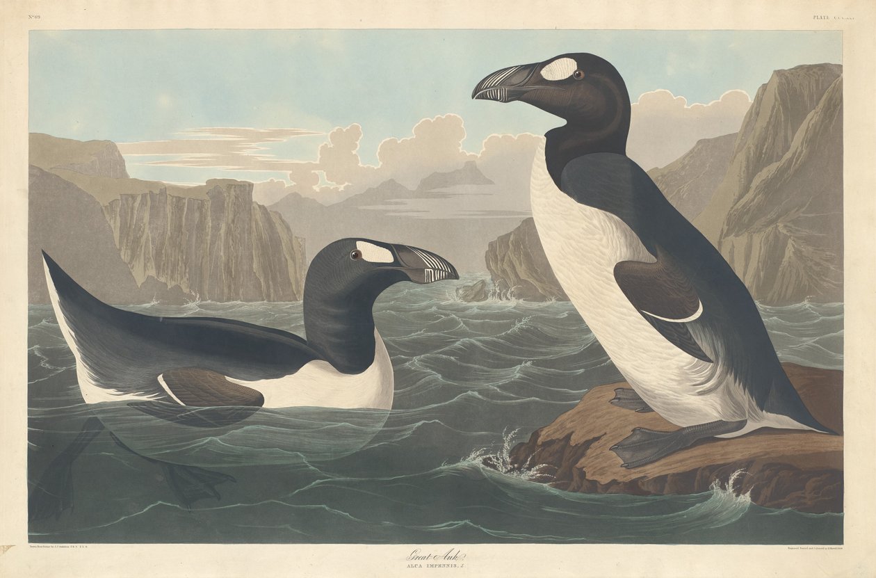 Great Auk, 1836. tekijältä Robert Havell