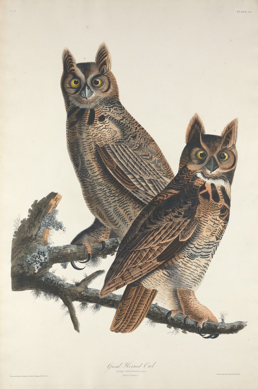 Sarvipöllö, 1829. tekijältä Robert Havell