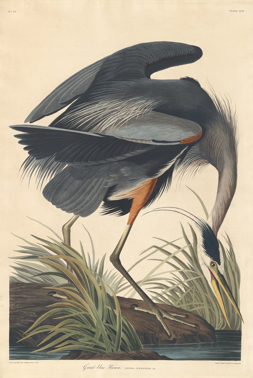 Suuri sininen harmaahaikara, 1834. tekijältä Robert Havell
