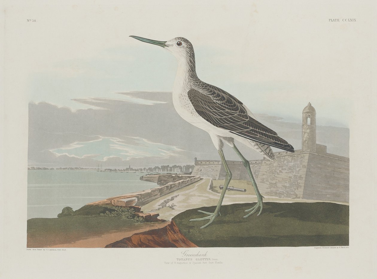 Greenshank, 1835. tekijältä Robert Havell