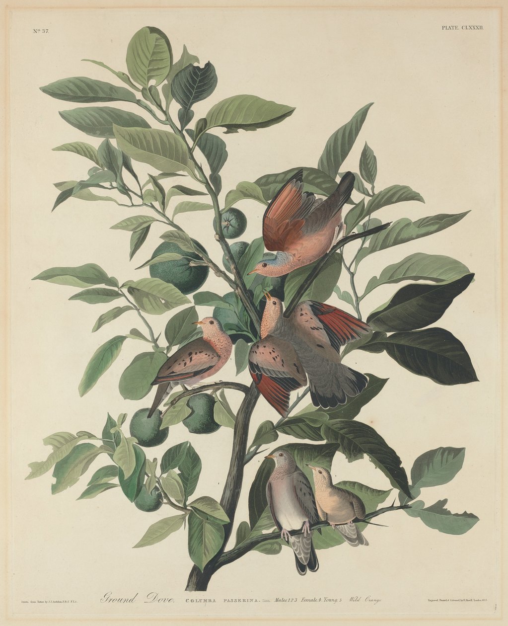 Ground Dove, 1833. tekijältä Robert Havell