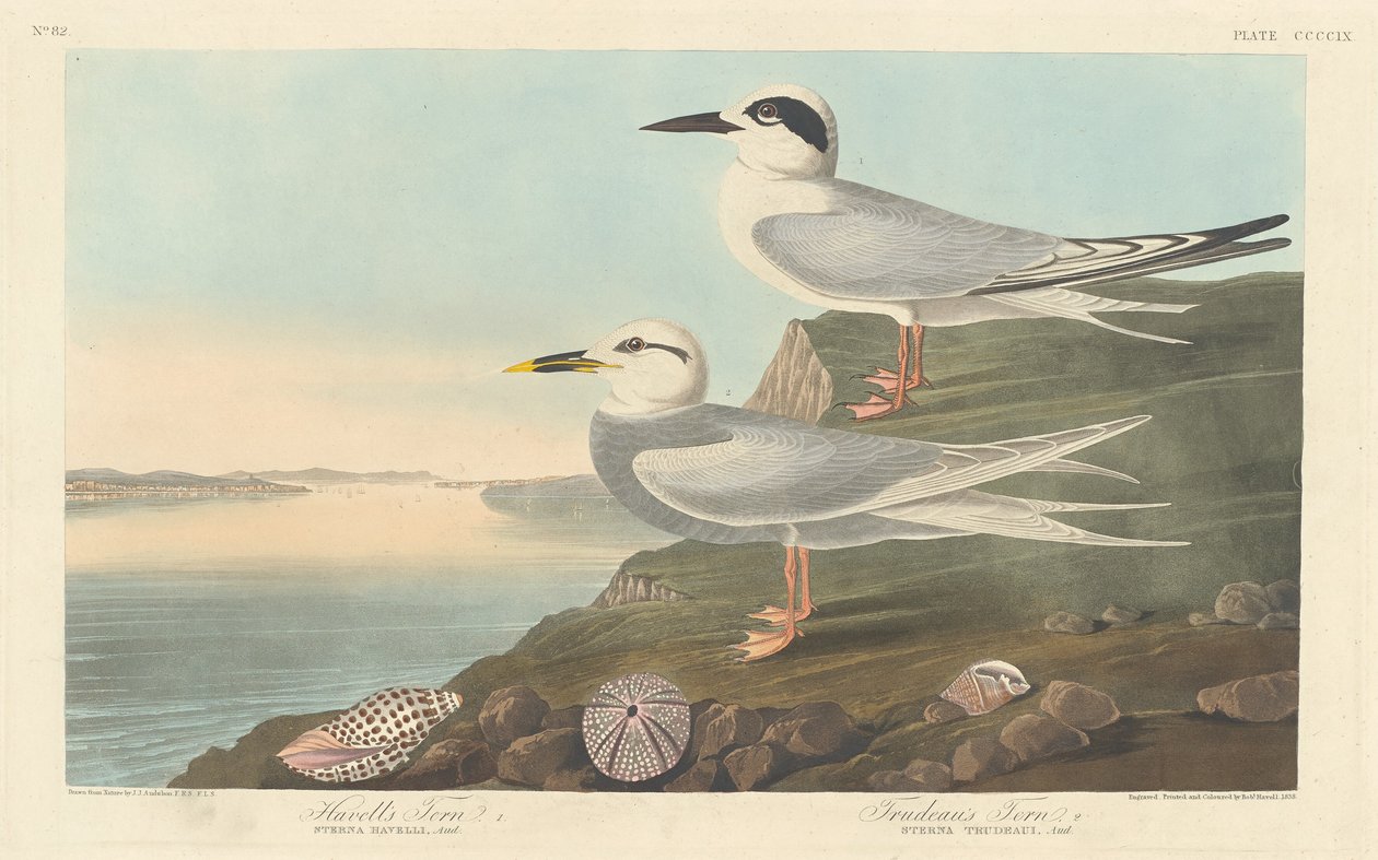 Havellin tiira ja Trudeaun tiira, 1838. tekijältä Robert Havell