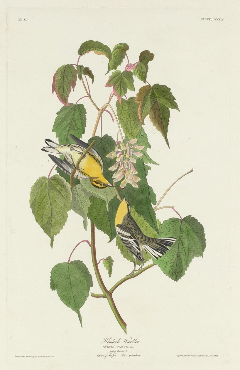 Hemlock Warbler, 1832. tekijältä Robert Havell
