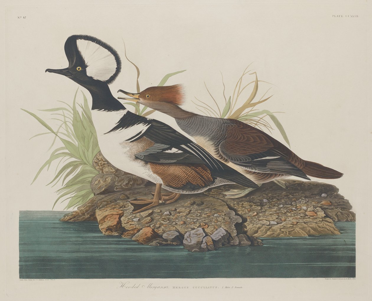 Hupullinen Merganser, 1834. tekijältä Robert Havell