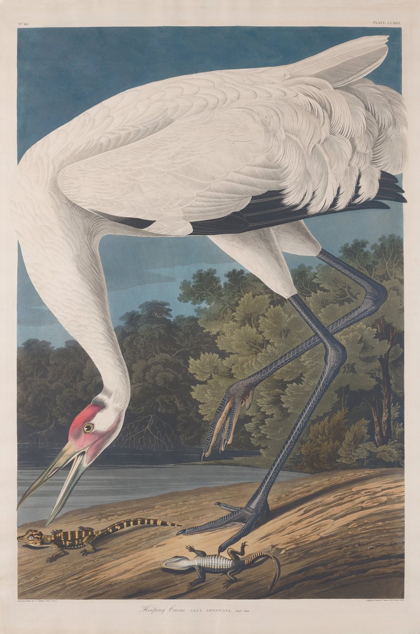 Hooping Crane, 1834. tekijältä Robert Havell