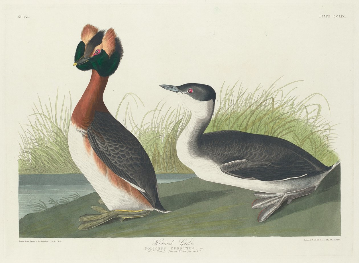 Sarvikurkku, 1835. tekijältä Robert Havell